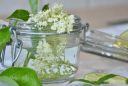 elderflower